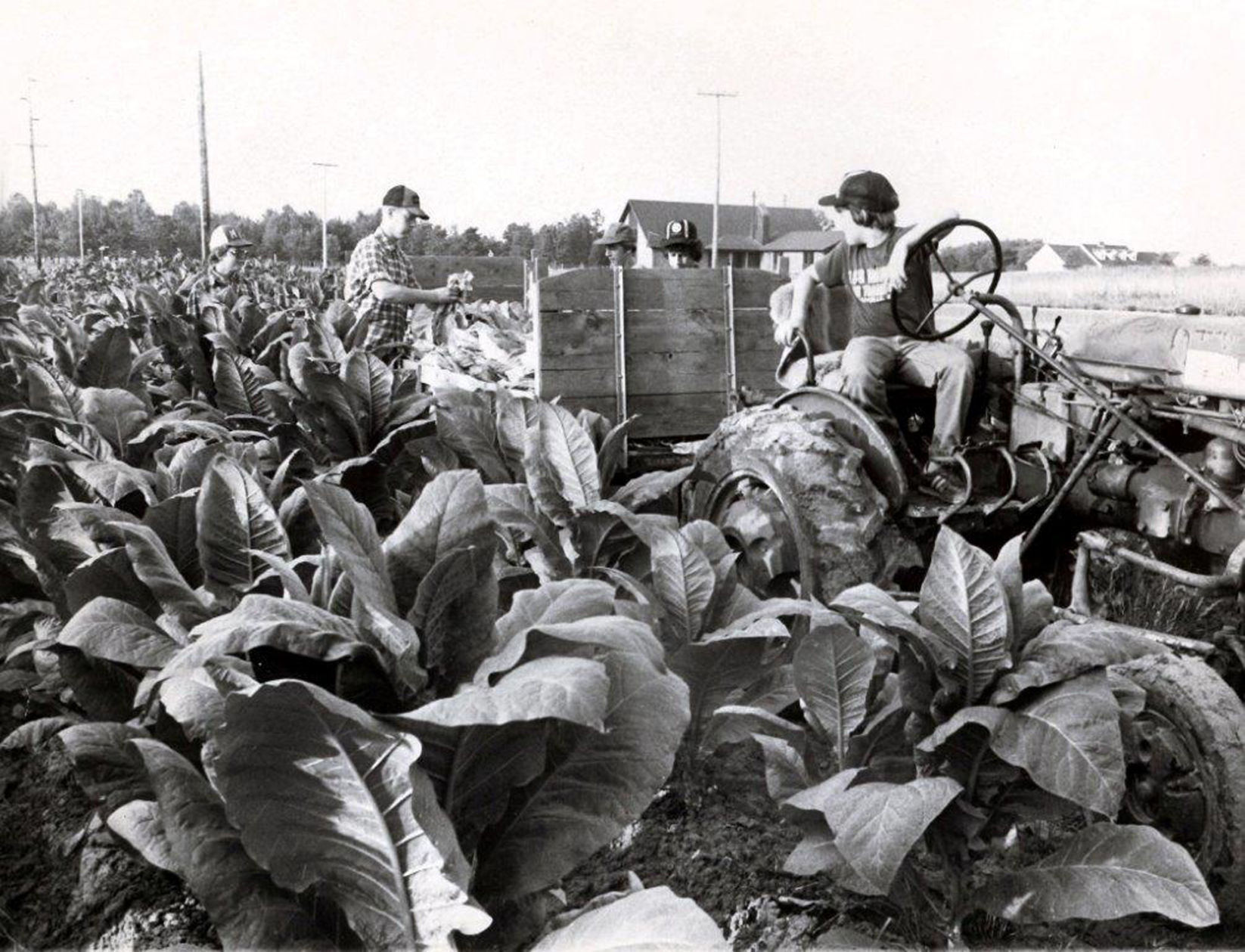 Tobacco